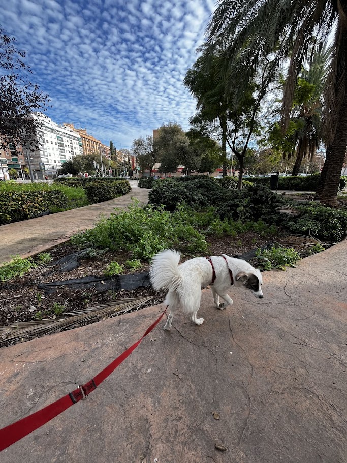 Paseo perra Valencia guardería canina Patis