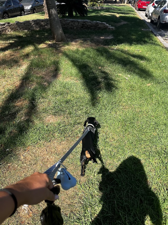 Paseo perro Patis Valencia cuidadores caninos