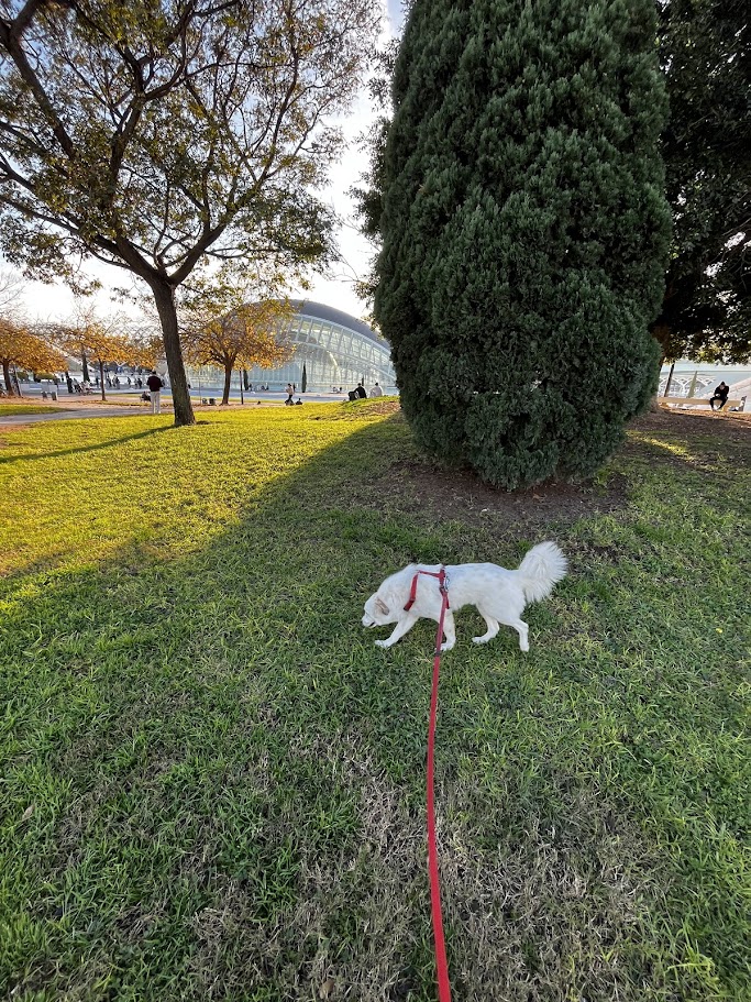 Paseo perro Valencia servicio personalizado Patis