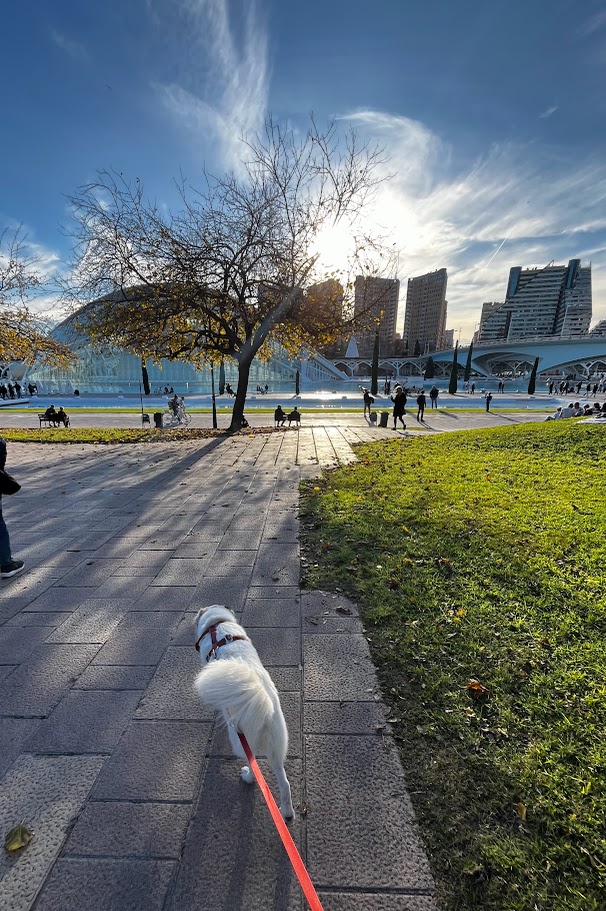 Perra paseando por el parque del Turia Valencia con Patis