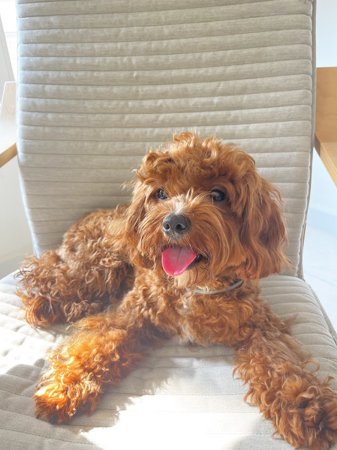 Perrita acostada en silla cuidado con amor Patis Valencia