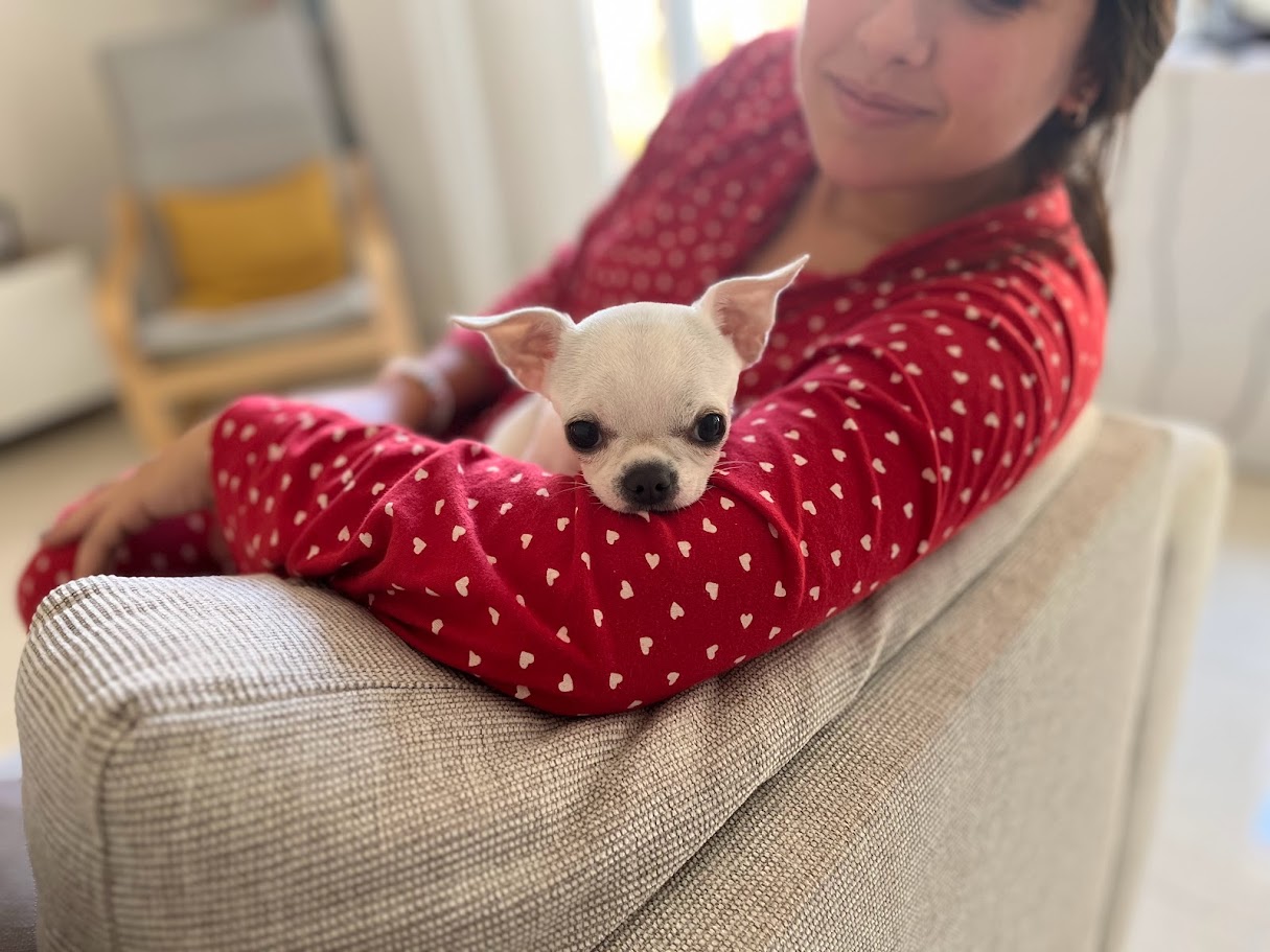 Perrita mini con cuidado y amor en Patis Valencia