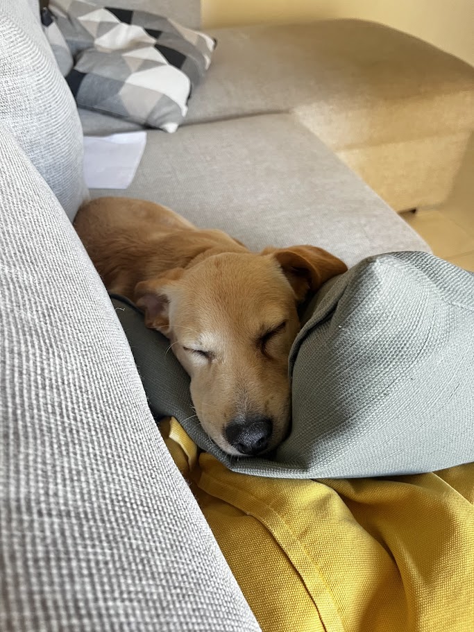 Perrito dormido en el sofá cómodo Patis Valencia