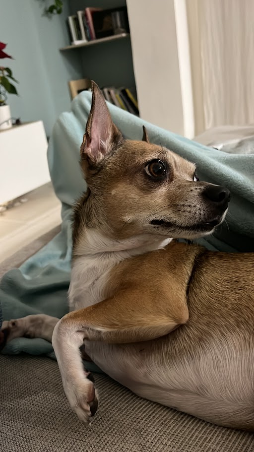 Perrito cómodo en el sofá con manta cuidadora Patis
