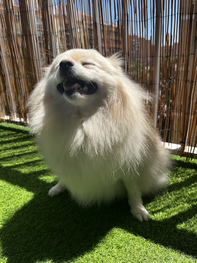 Perro con balón disfrutando el sol Patis guardería Valencia
