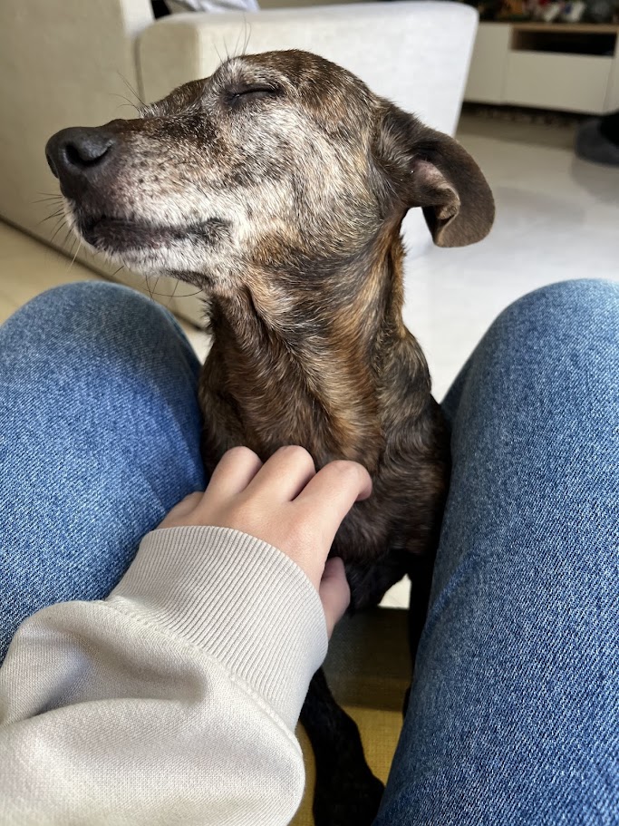 Perro feliz con cariño y cuidado en Patis guardería Valencia
