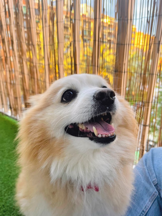 Perro fotogénico en balcón Valencia Patis